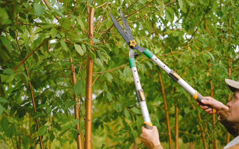 Tree trimming in Fontanet, IN